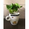 Coffea Arabica Kawa Arabska kubek ceramiczny mix